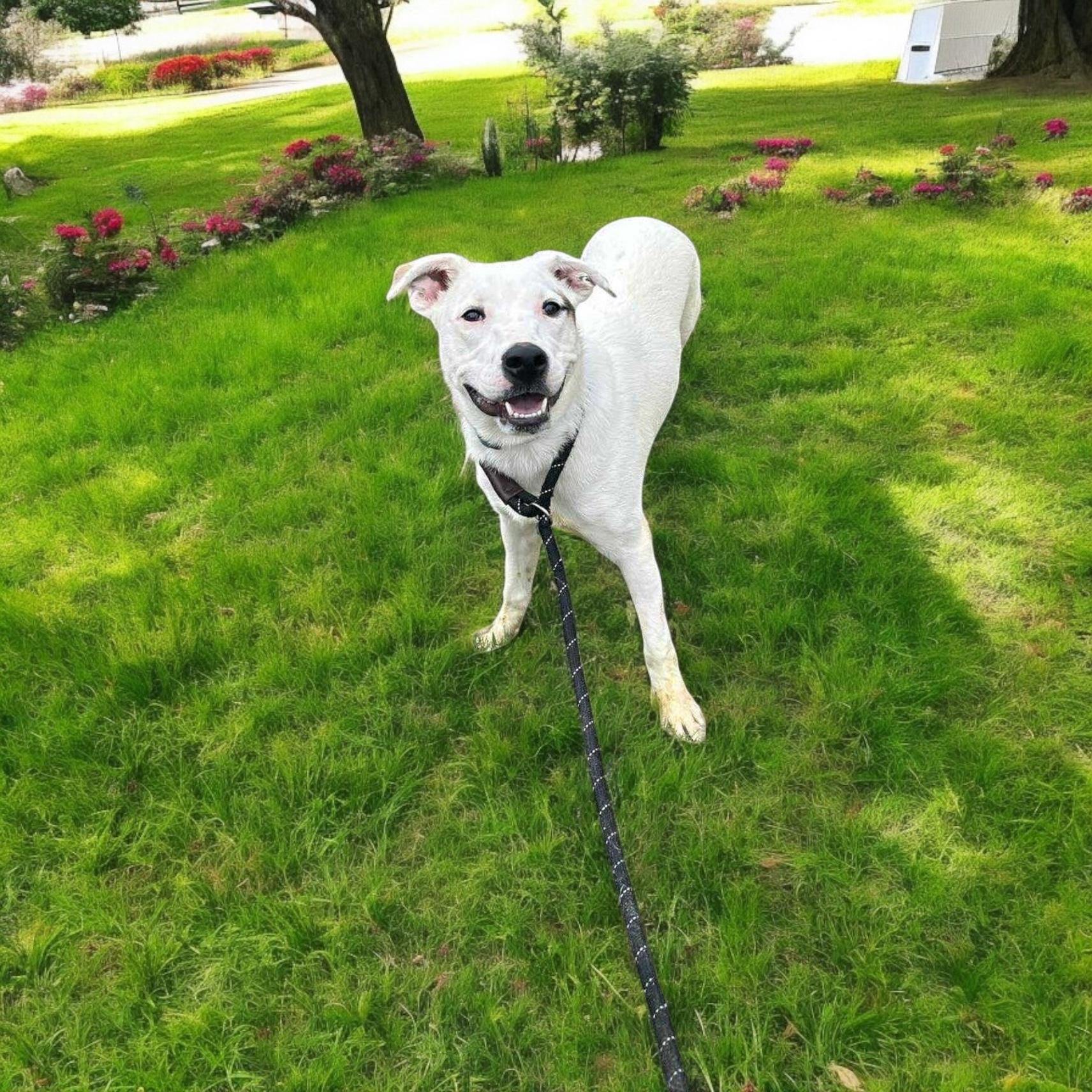 Enlarge Milo, a Adoptable mixed breed in Benton Harbor, MI image 5/6