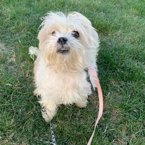 Enlarge FRANK (Special needs...) , an adopted mixed breed in Wyandotte, MI image 1/1