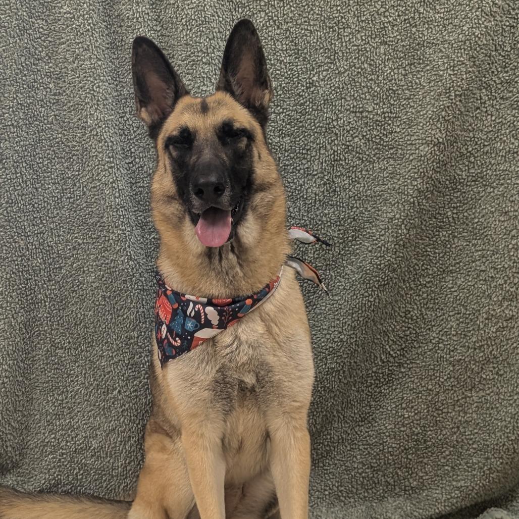 Tillie, Adoptable, Young Female German Shepherd Dog.