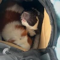 Enlarge Luna (aka Sherlock), a Adoptable Guinea Pig in South Elgin, IL image 1/6