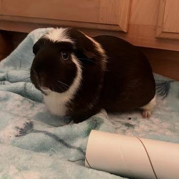 Enlarge Luna (aka Sherlock), a Adoptable Guinea Pig in South Elgin, IL image 2/6