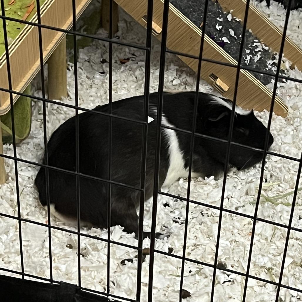 Enlarge Luna (aka Sherlock), a Adoptable Guinea Pig in South Elgin, IL image 3/6