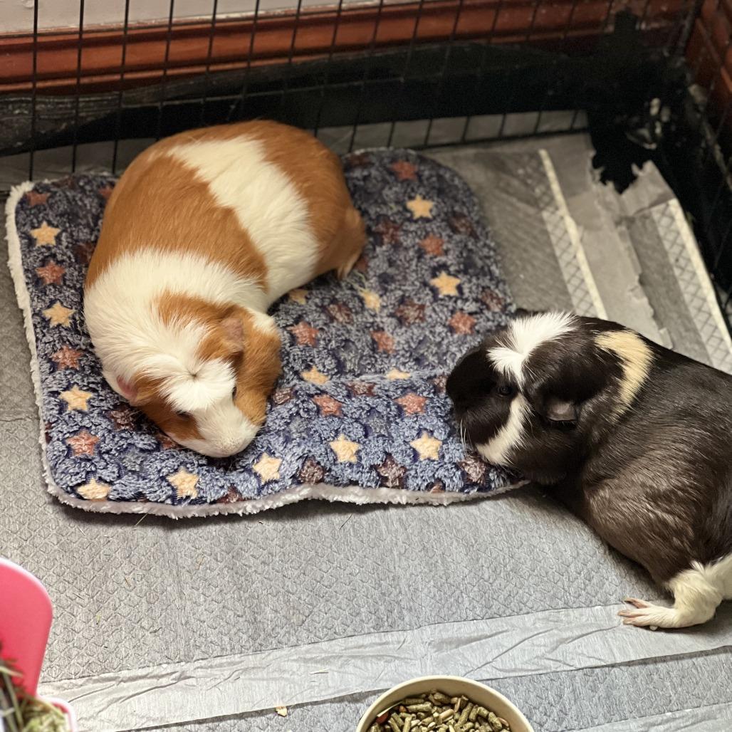 Enlarge Luna (aka Sherlock), a Adoptable Guinea Pig in South Elgin, IL image 4/6