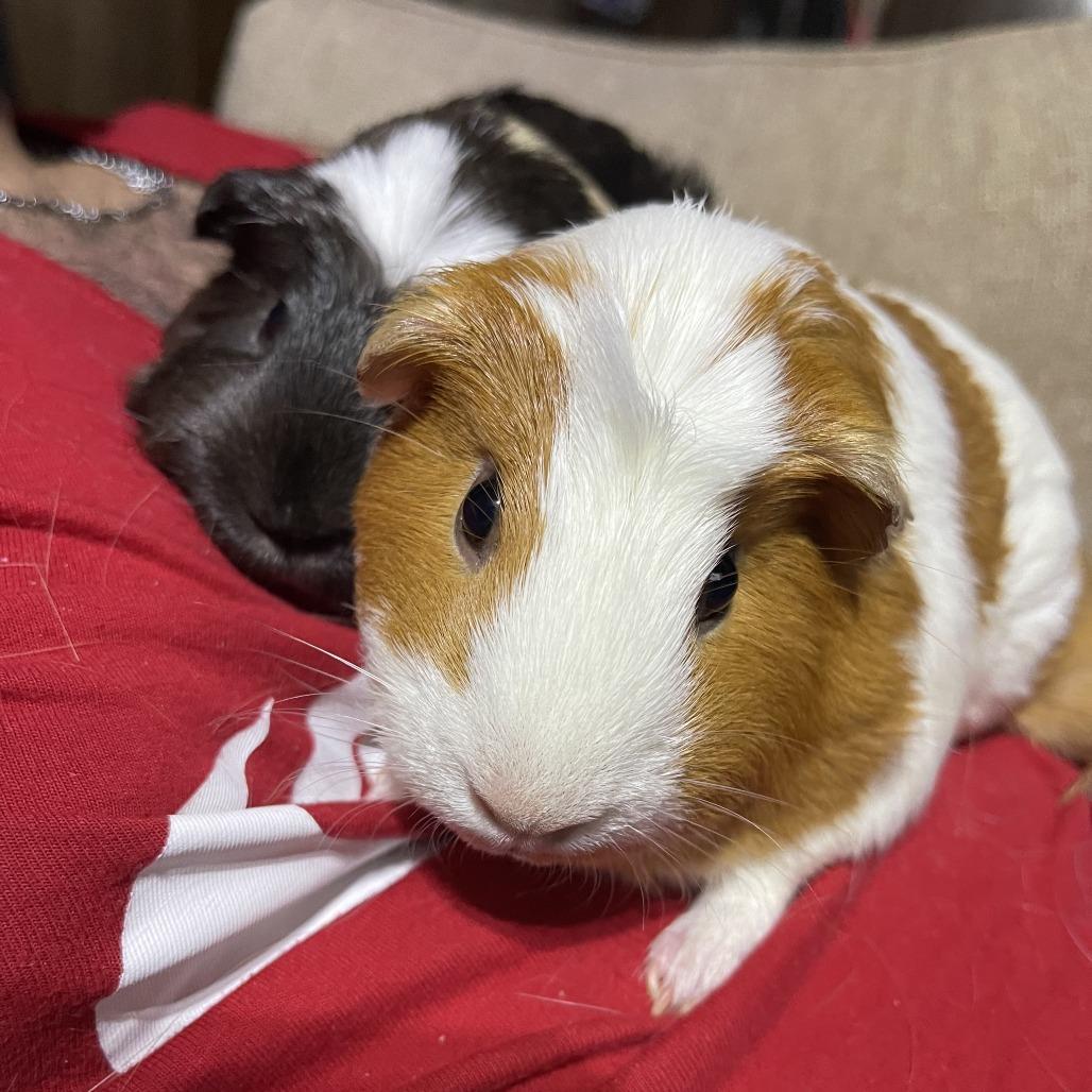 Enlarge Luna (aka Sherlock), a Adoptable Guinea Pig in South Elgin, IL image 5/6