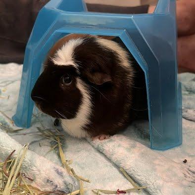 Enlarge Luna (aka Sherlock), a Adoptable Guinea Pig in South Elgin, IL image 6/6