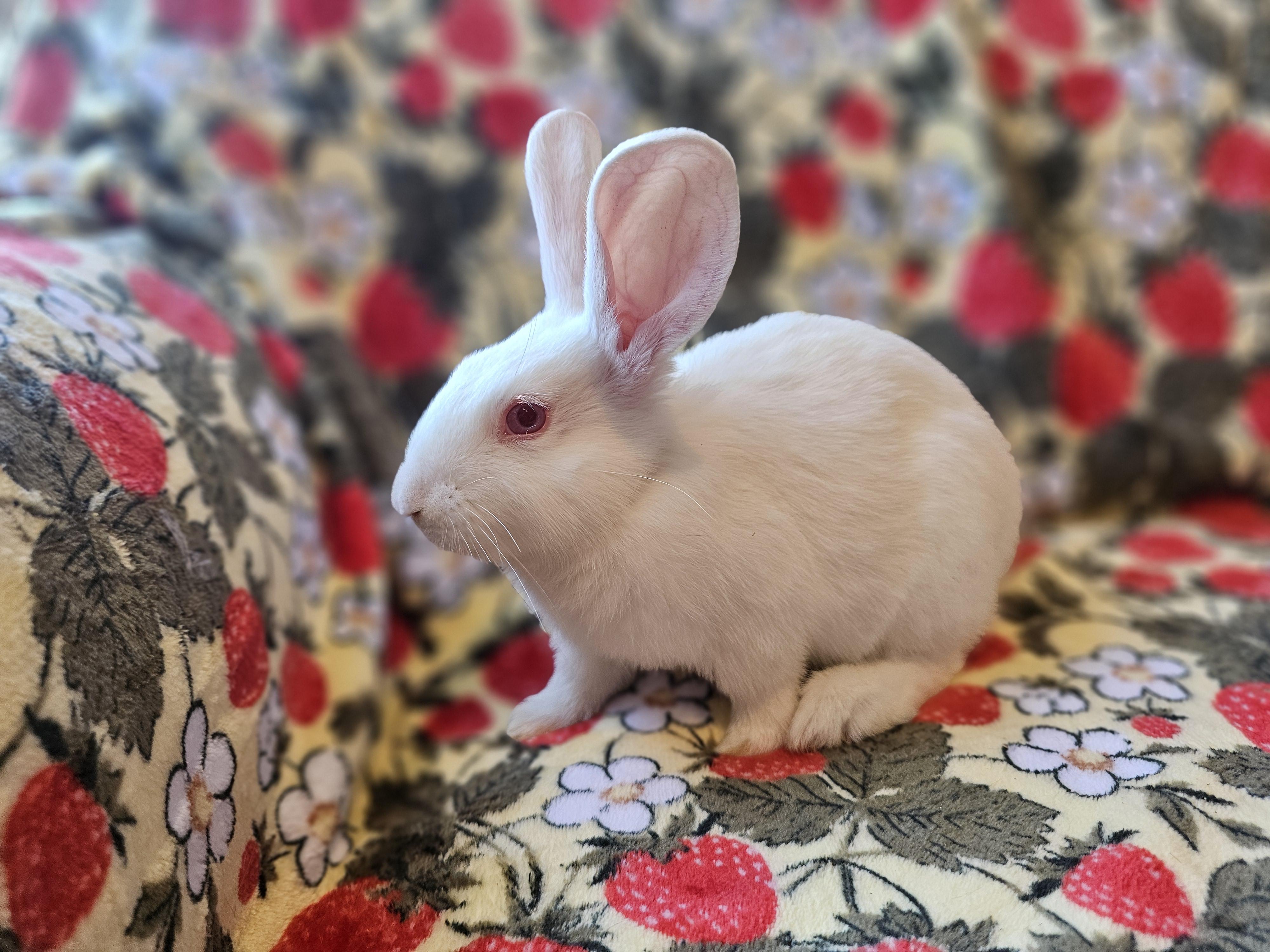 Enlarge Ash, a Adoptable American in Folsom, CA image 5/6