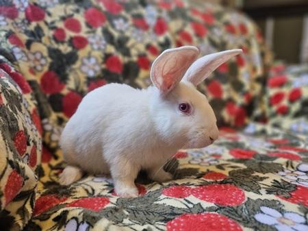 Enlarge Ash, a Adoptable American in Folsom, CA image 6/6