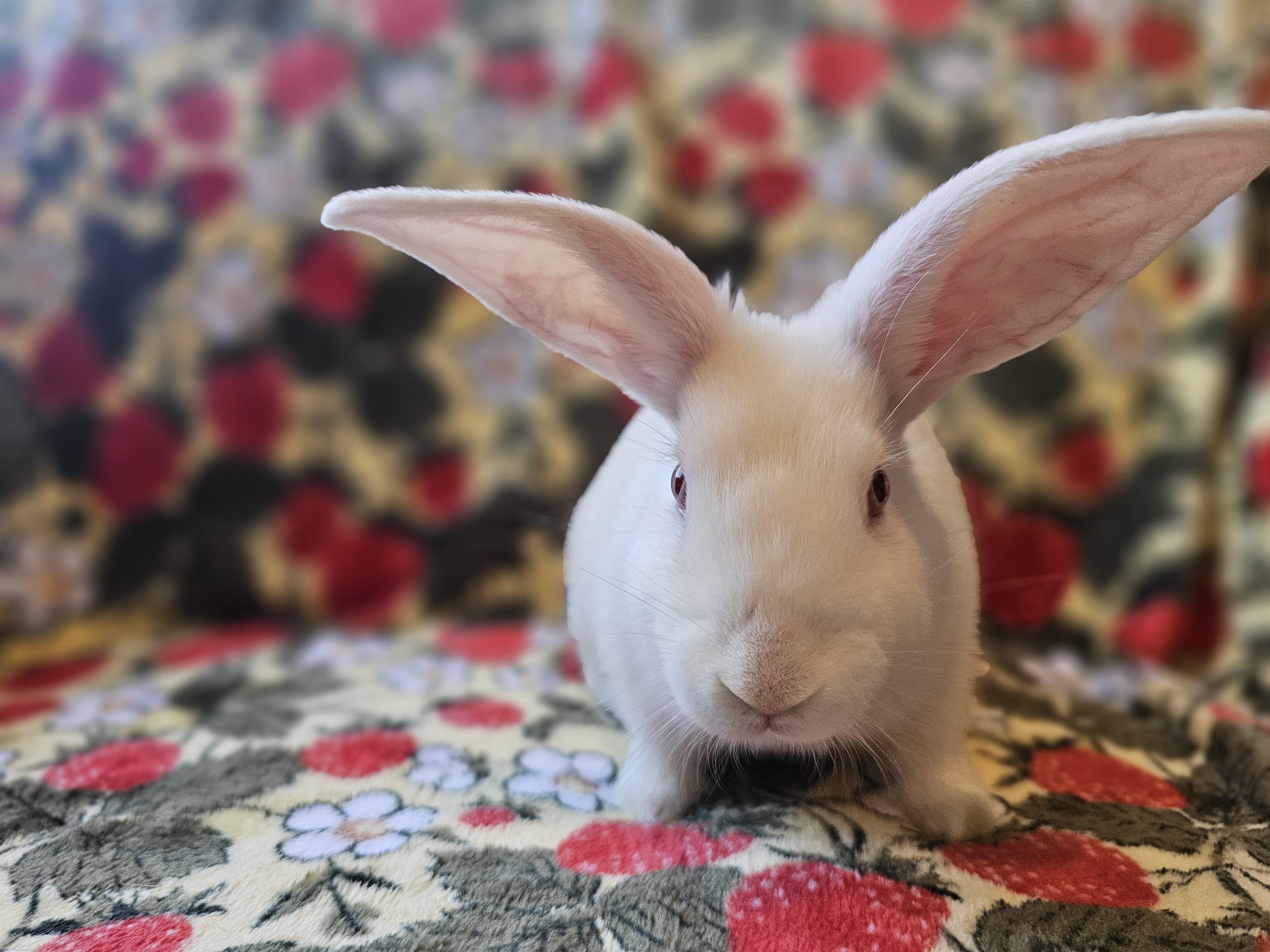Enlarge Ash, a Adoptable American in Folsom, CA image 4/6