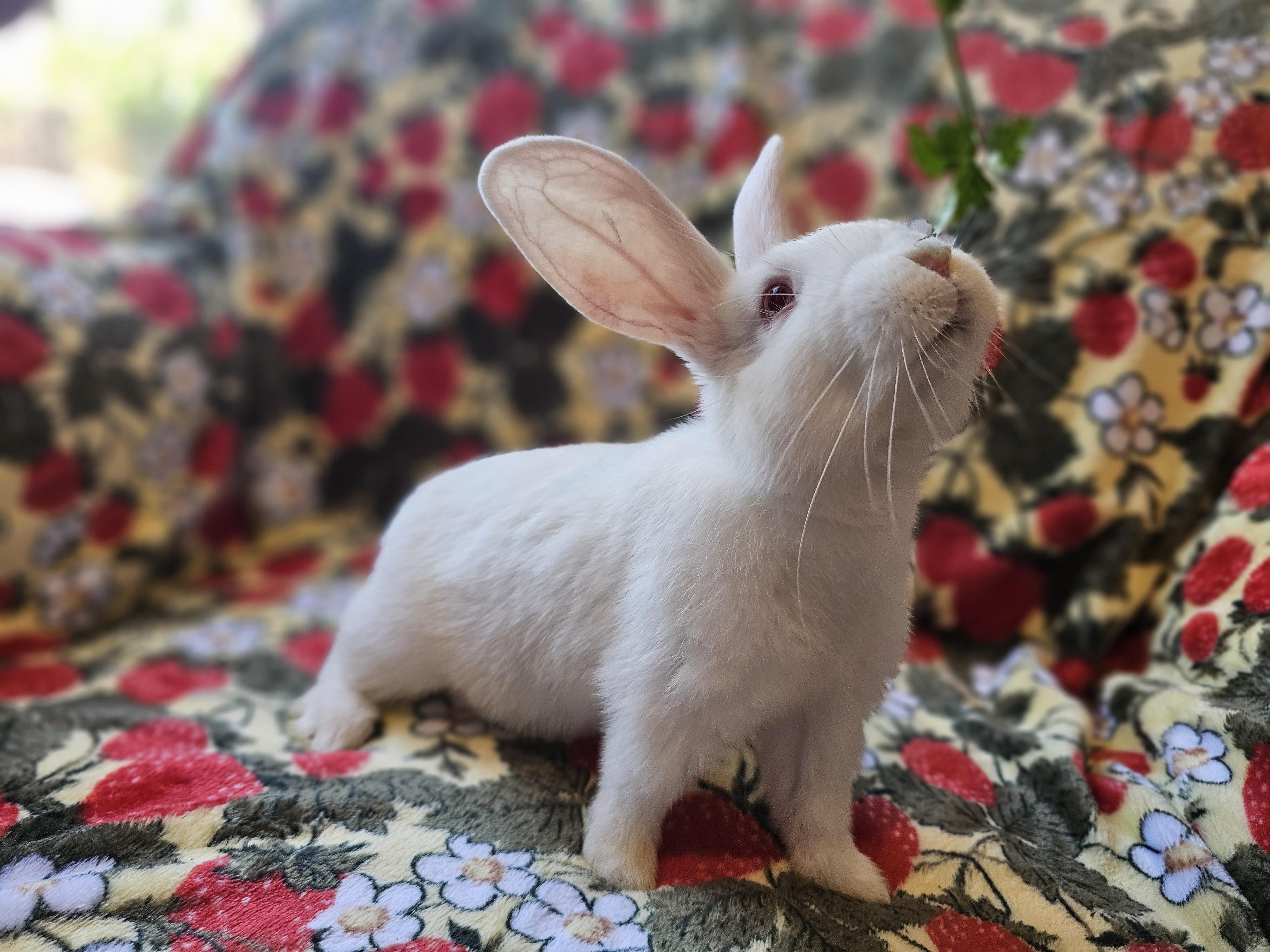 Enlarge Ash, a Adoptable American in Folsom, CA image 2/6