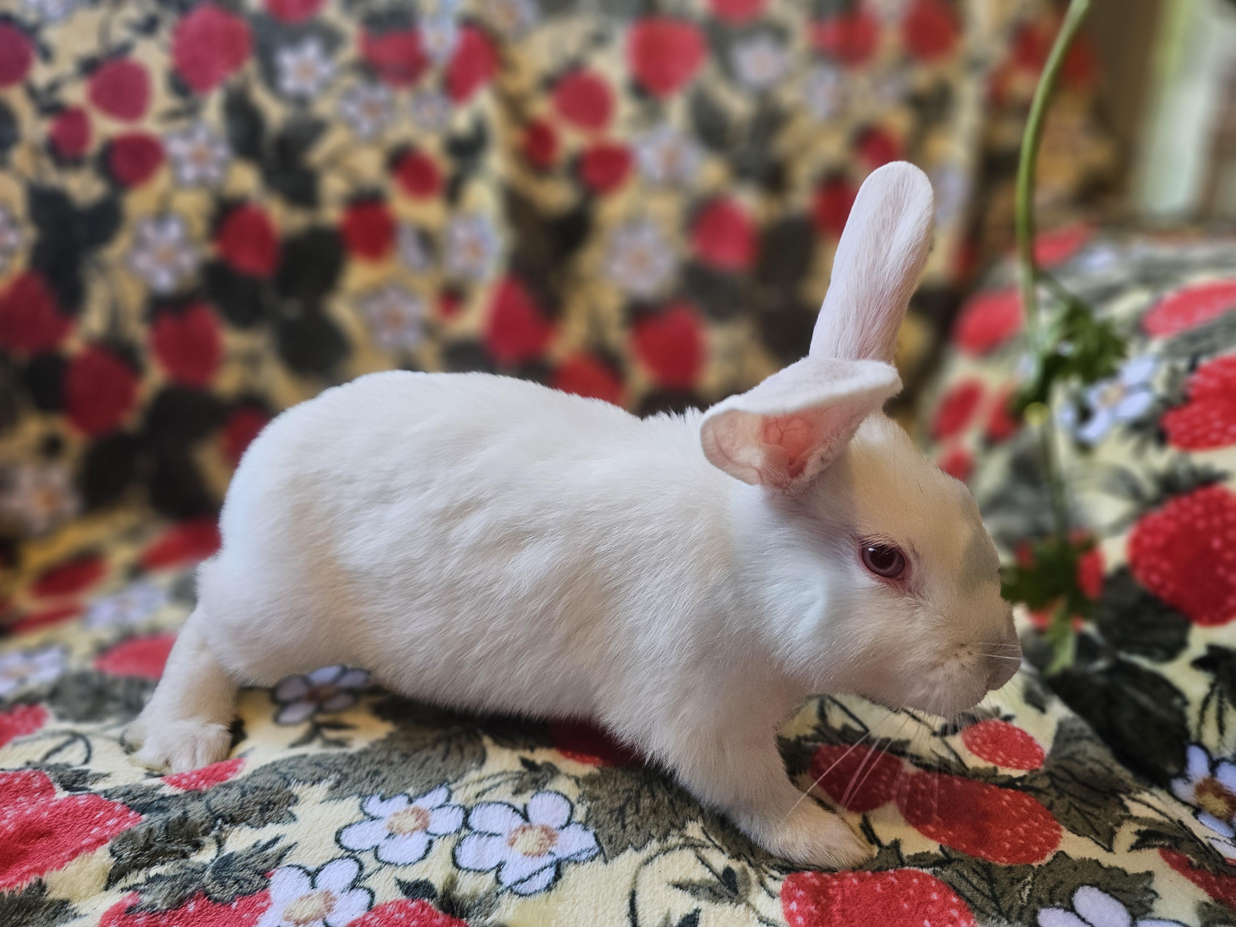 Enlarge Ash, a Adoptable American in Folsom, CA image 3/6