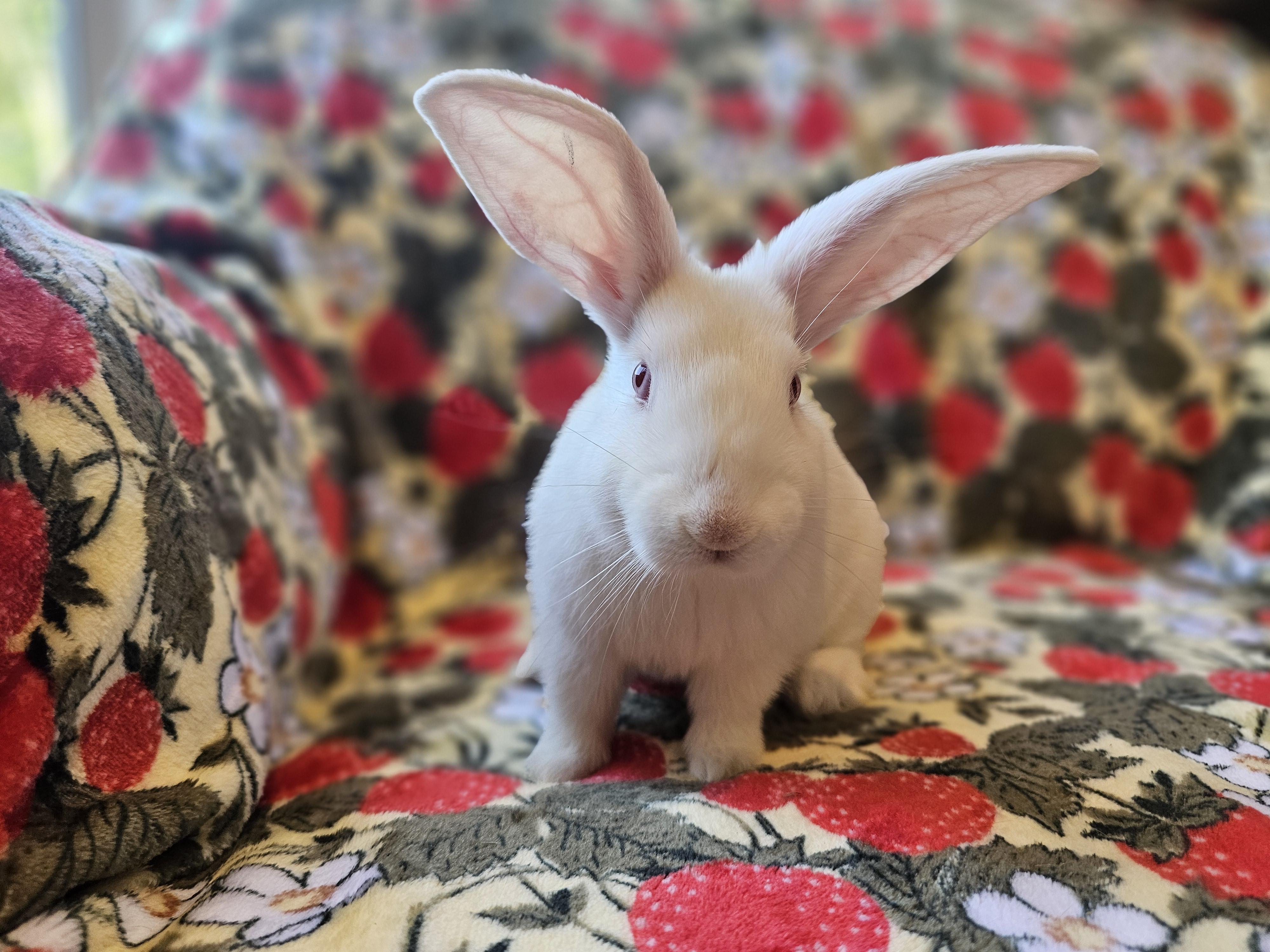 Ash, Adoptable, Baby Male American.
