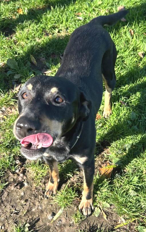 Enlarge Chico, a Adoptable Mixed Breed in Neillsville, WI image 4/4