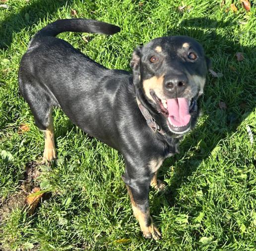 Enlarge Chico, a Adoptable Mixed Breed in Neillsville, WI image 1/4