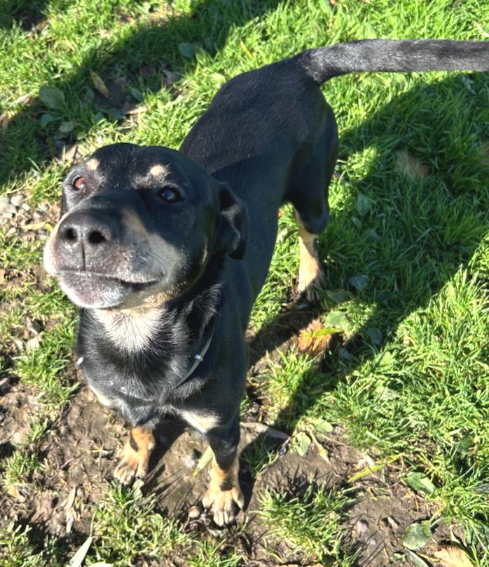Enlarge Chico, a Adoptable Mixed Breed in Neillsville, WI image 3/4