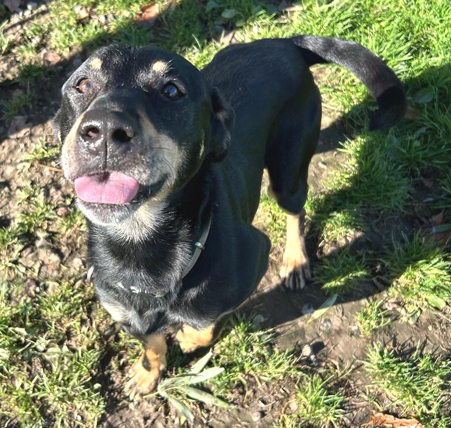 Enlarge Chico, a Adoptable Mixed Breed in Neillsville, WI image 2/4