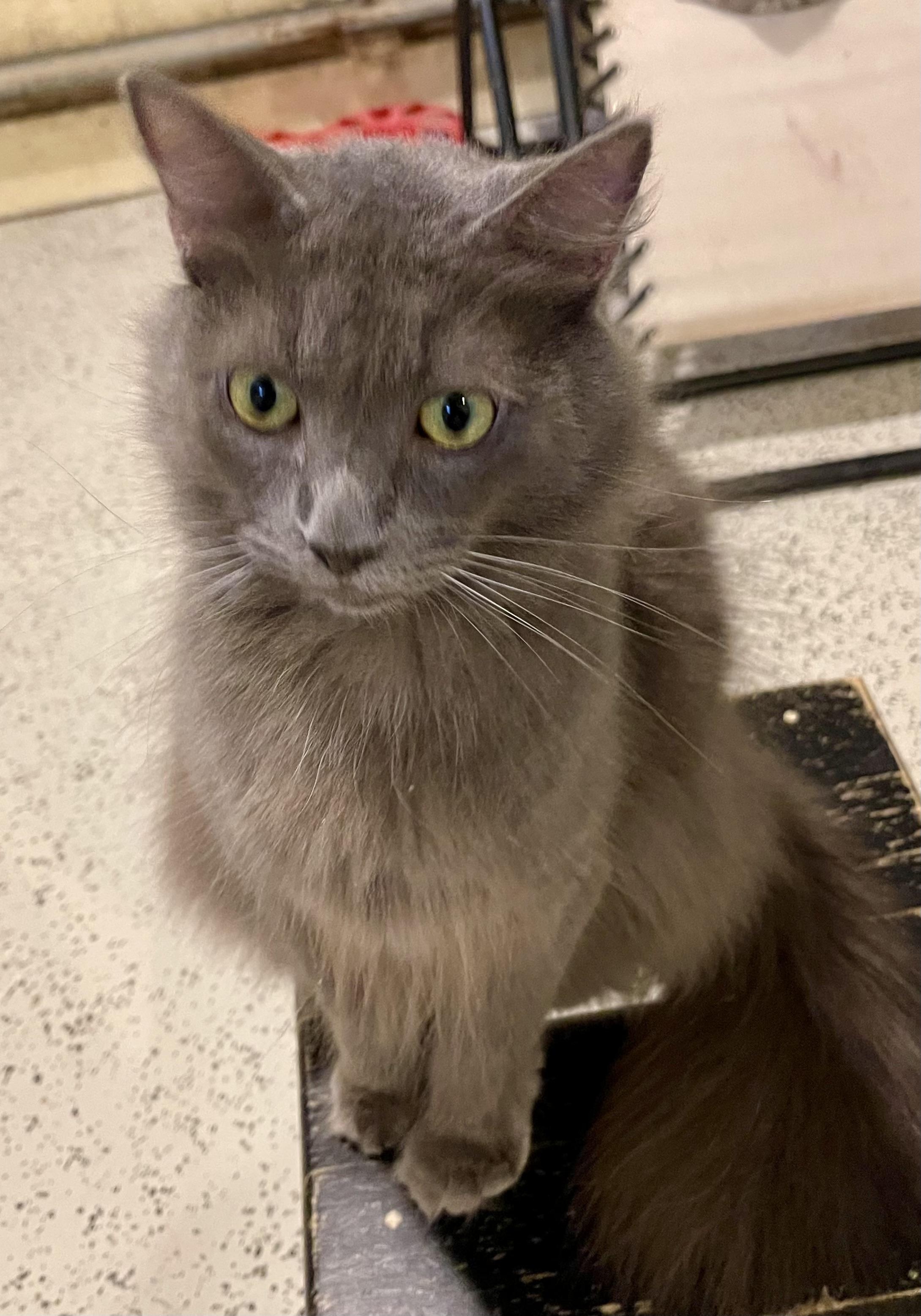 Oscar (courtesy listing)