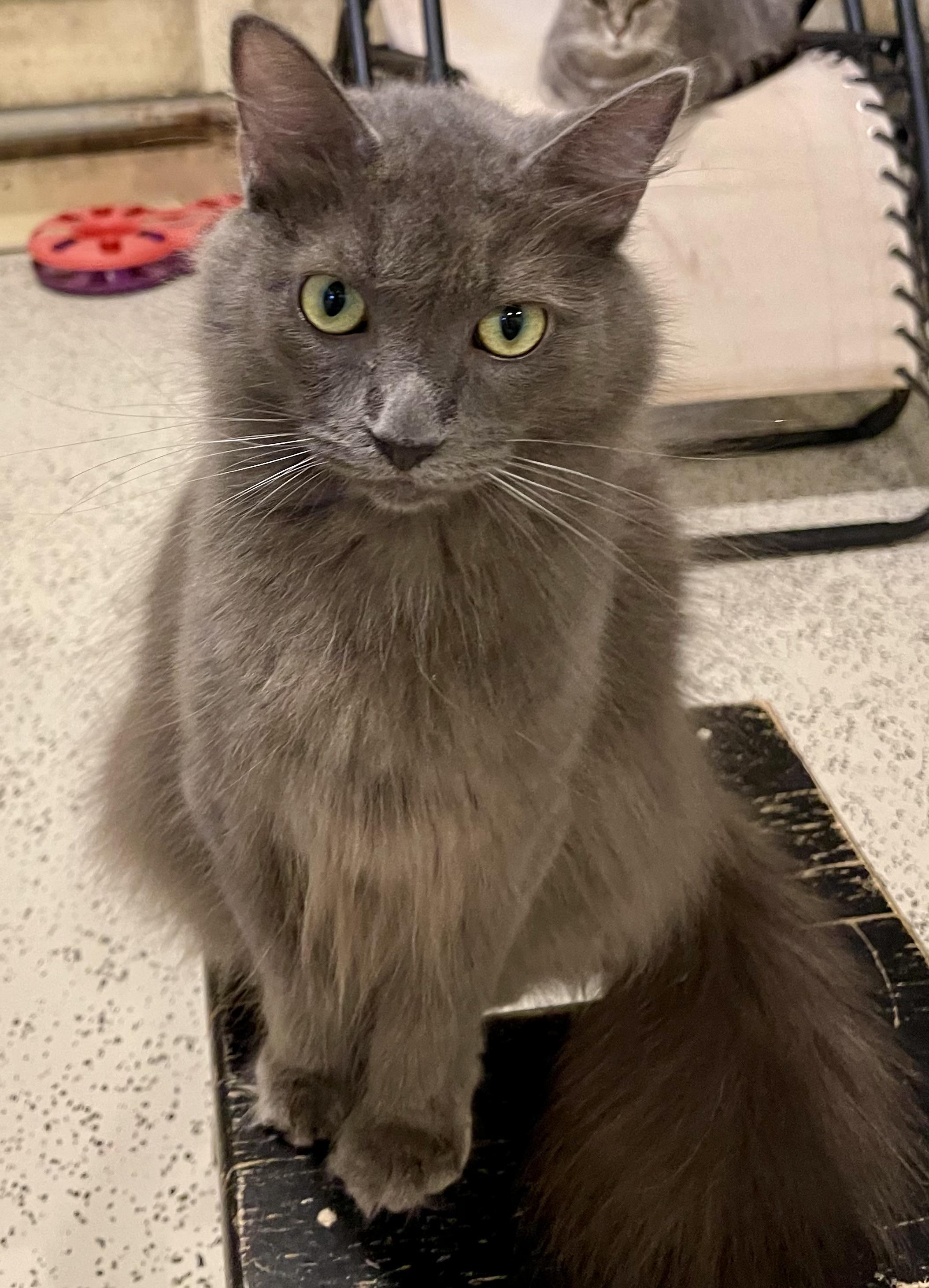 Oscar (courtesy listing)