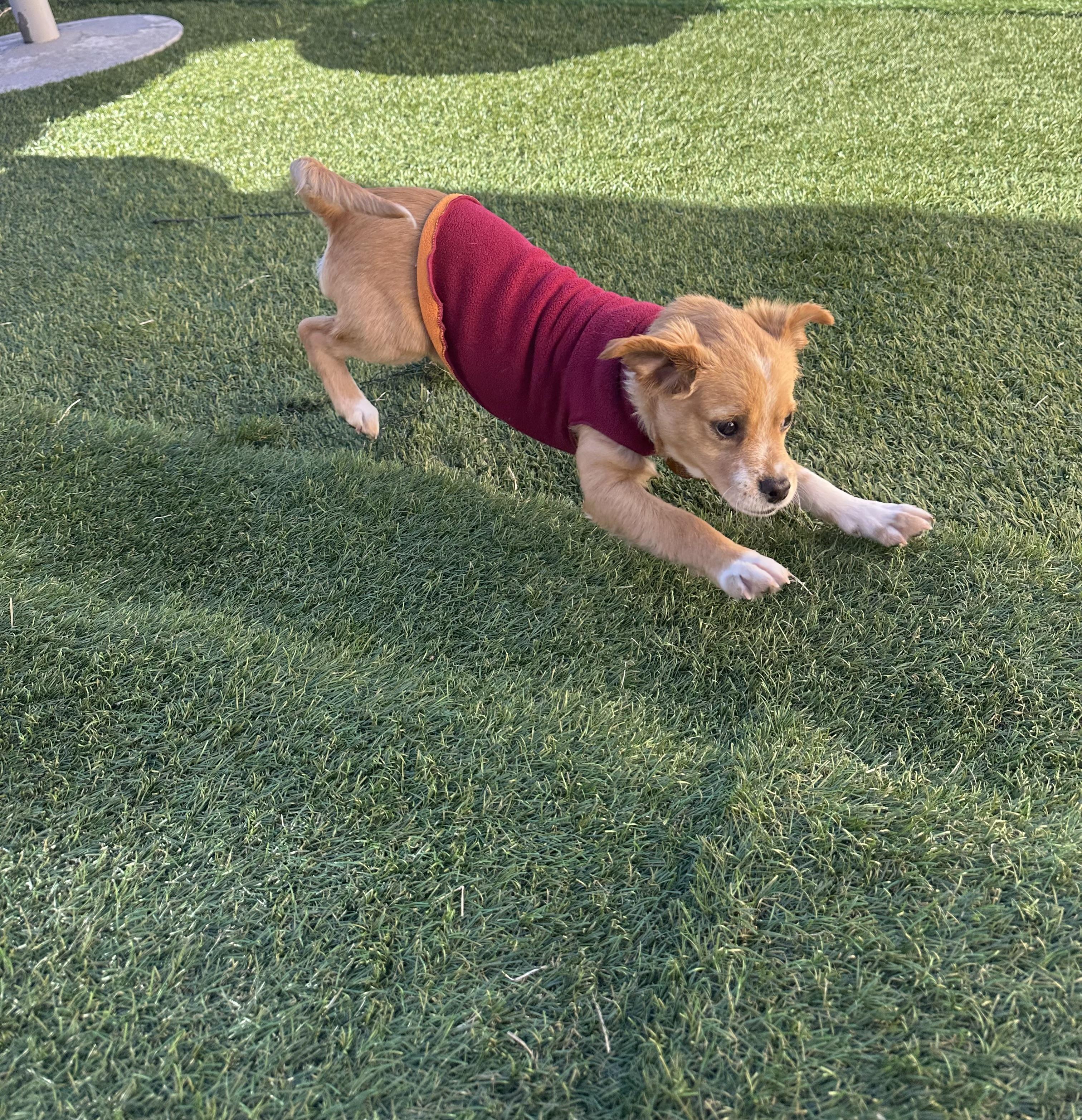 Enlarge Luca , a ADOPTABLE mixed breed in Los Angeles, CA image 3/4