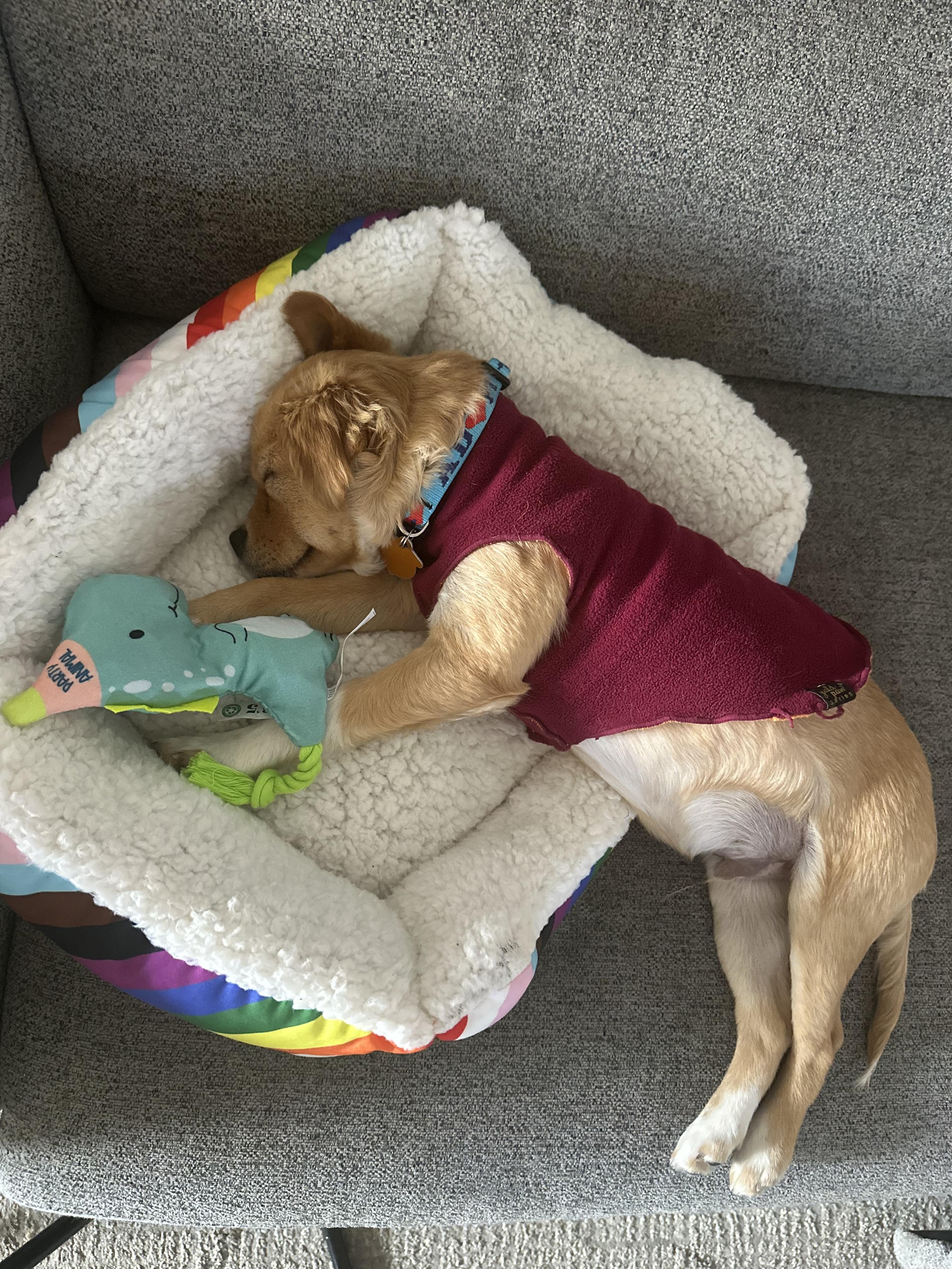 Enlarge Luca , a ADOPTABLE mixed breed in Los Angeles, CA image 4/4