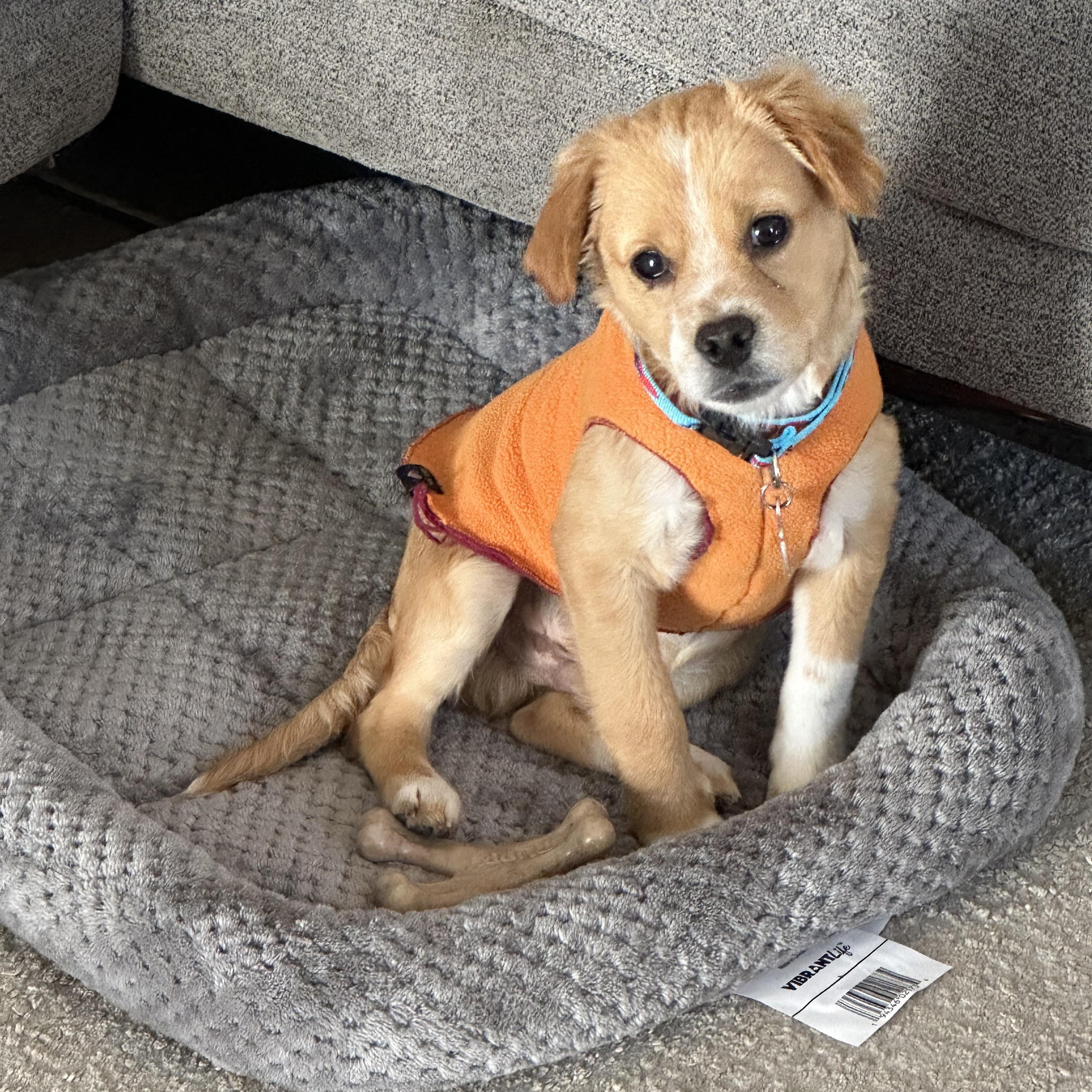 Enlarge Luca , a ADOPTABLE mixed breed in Los Angeles, CA image 2/4