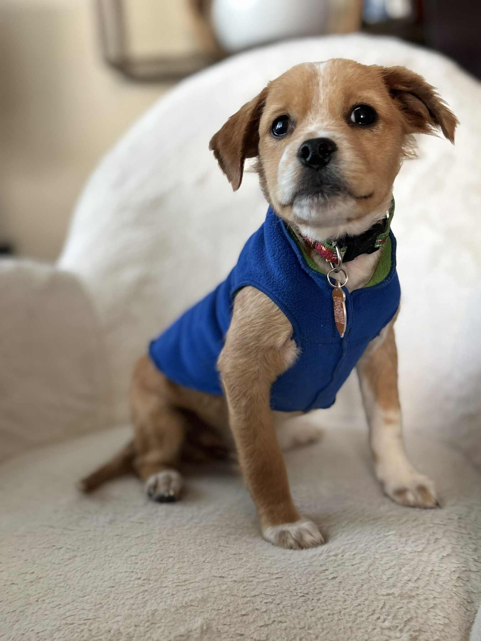 Enlarge Luca , a ADOPTABLE mixed breed in Los Angeles, CA image 1/4