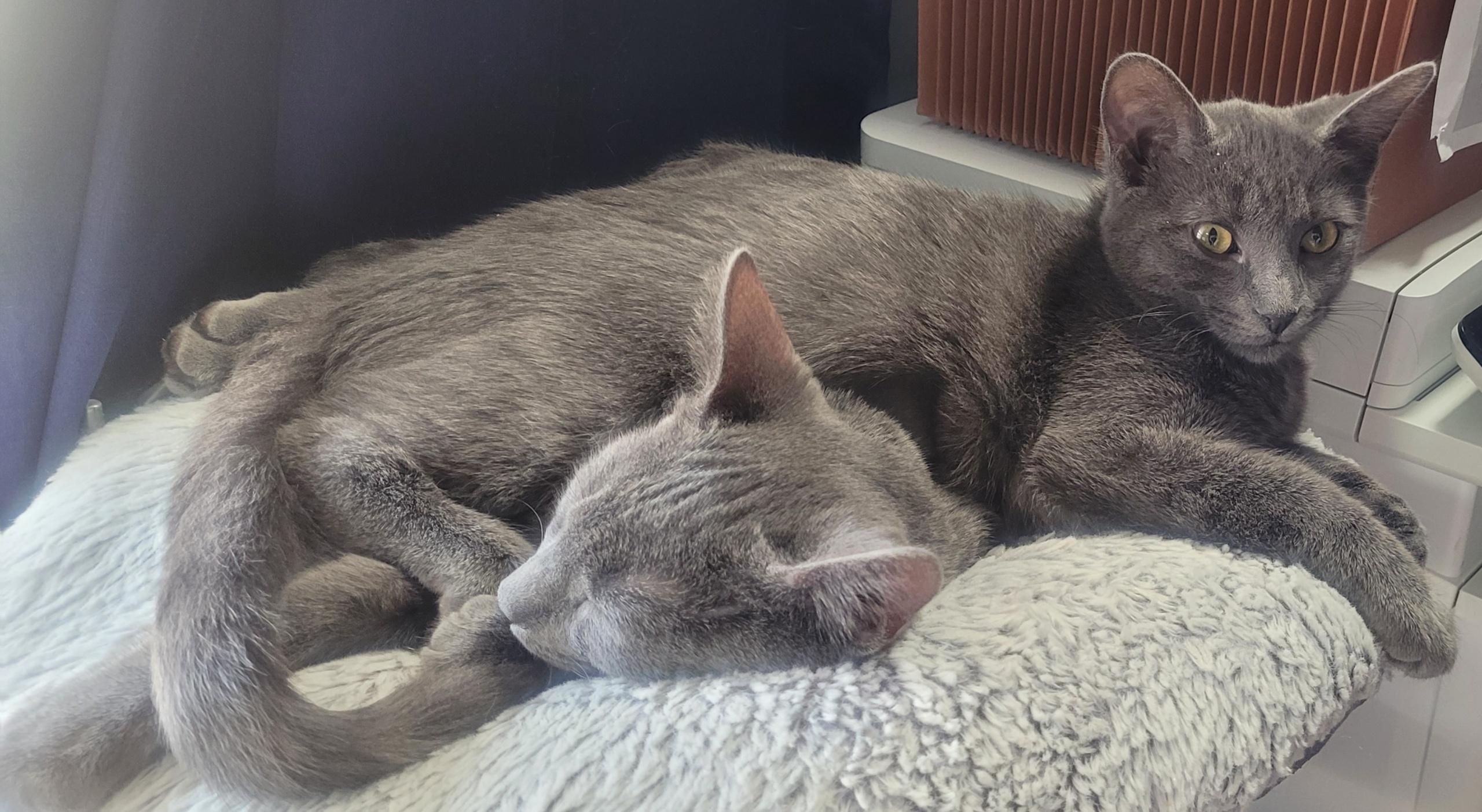 Enlarge Tara, a Adoptable Domestic Short Hair in Nashville, TN image 6/6