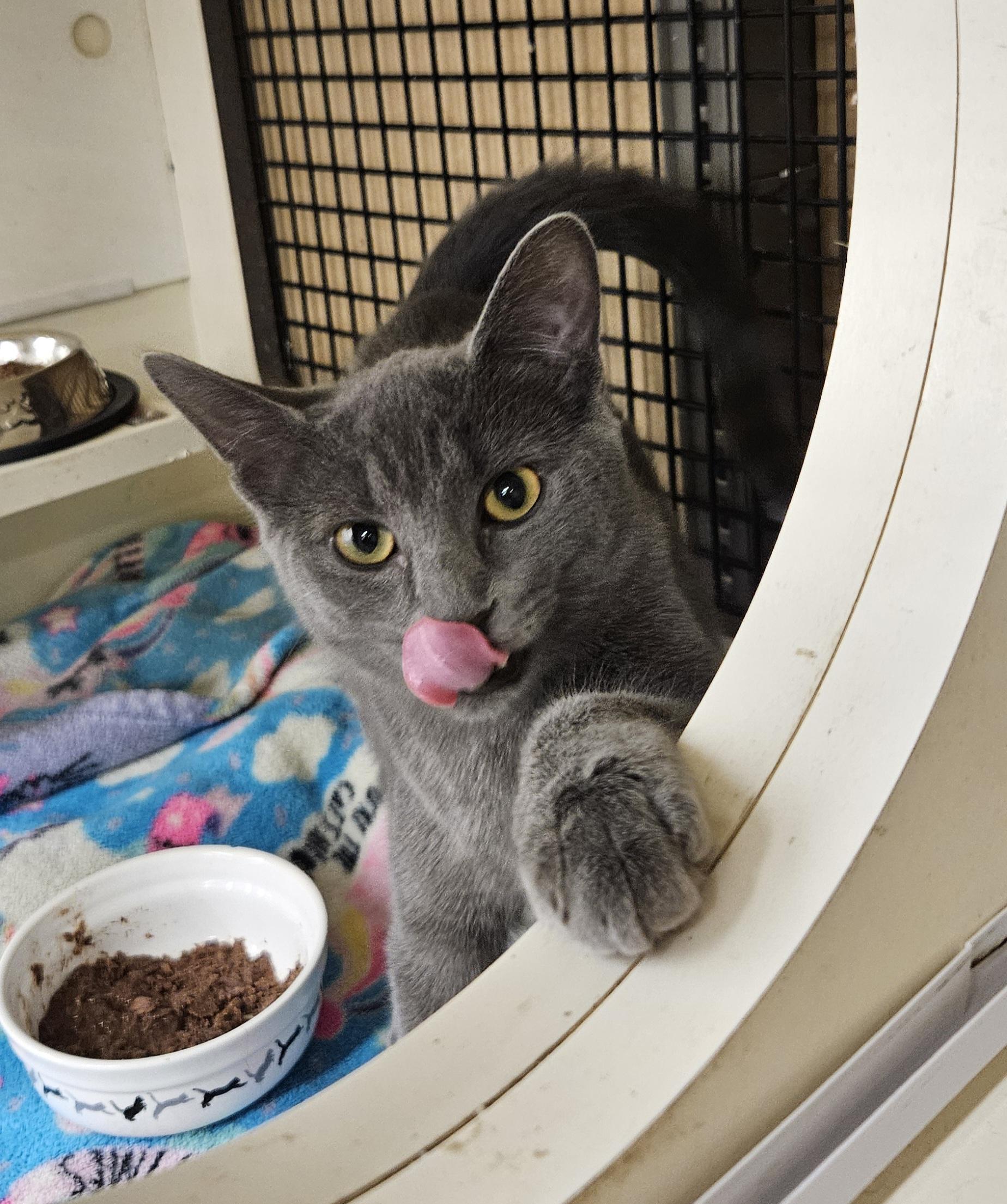 Enlarge Tara, a Adoptable Domestic Short Hair in Nashville, TN image 2/6