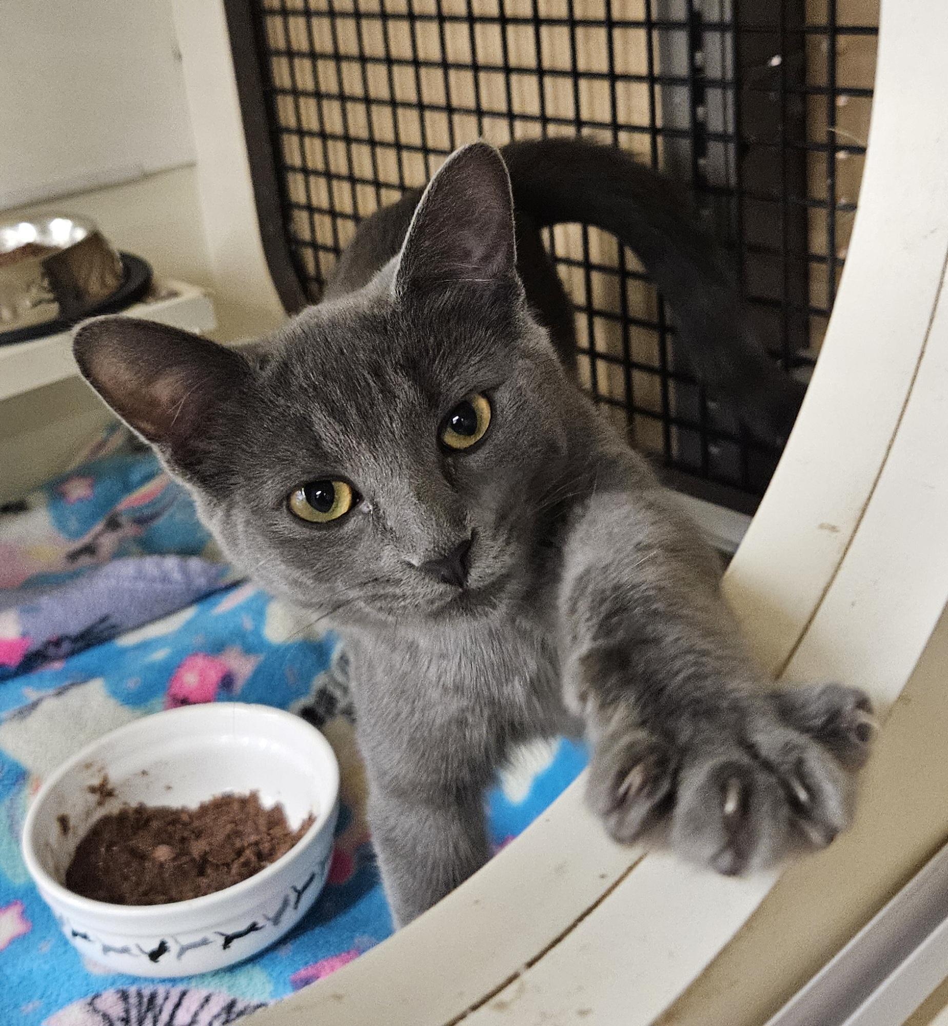 Enlarge Tara, a Adoptable Domestic Short Hair in Nashville, TN image 4/6