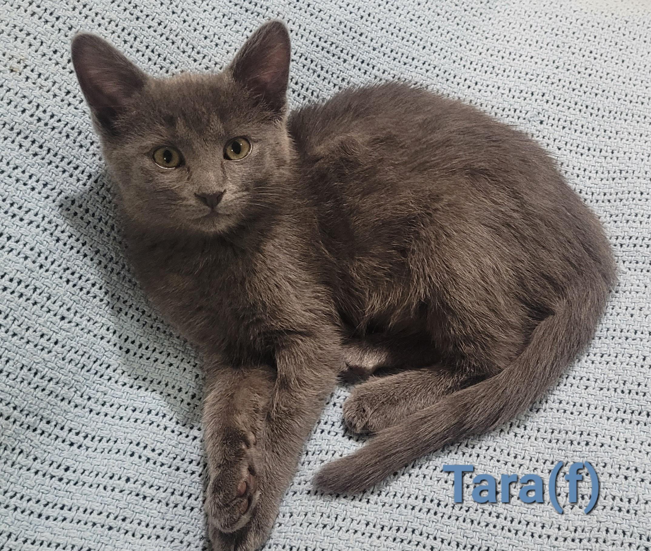 Enlarge Tara, a Adoptable Domestic Short Hair in Nashville, TN image 5/6
