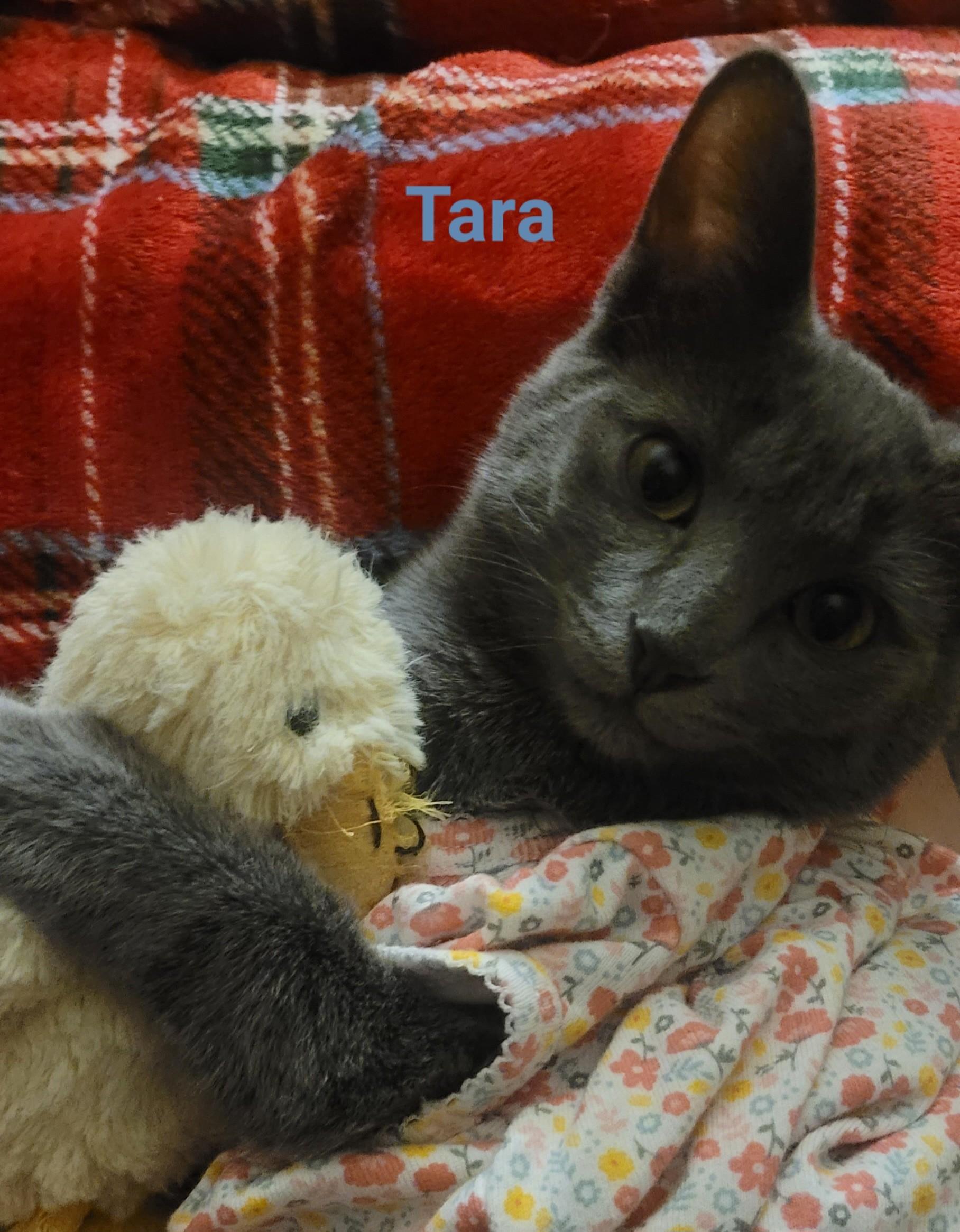 Tara, Adoptable, Young Female Domestic Short Hair.