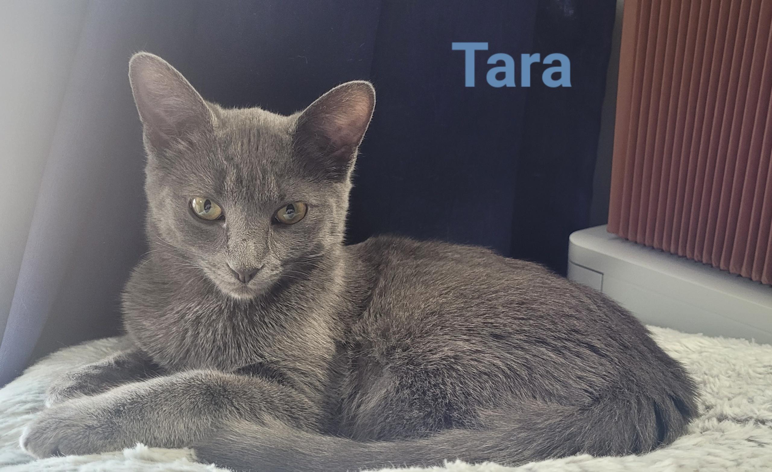 Enlarge Tara, a Adoptable Domestic Short Hair in Nashville, TN image 3/6