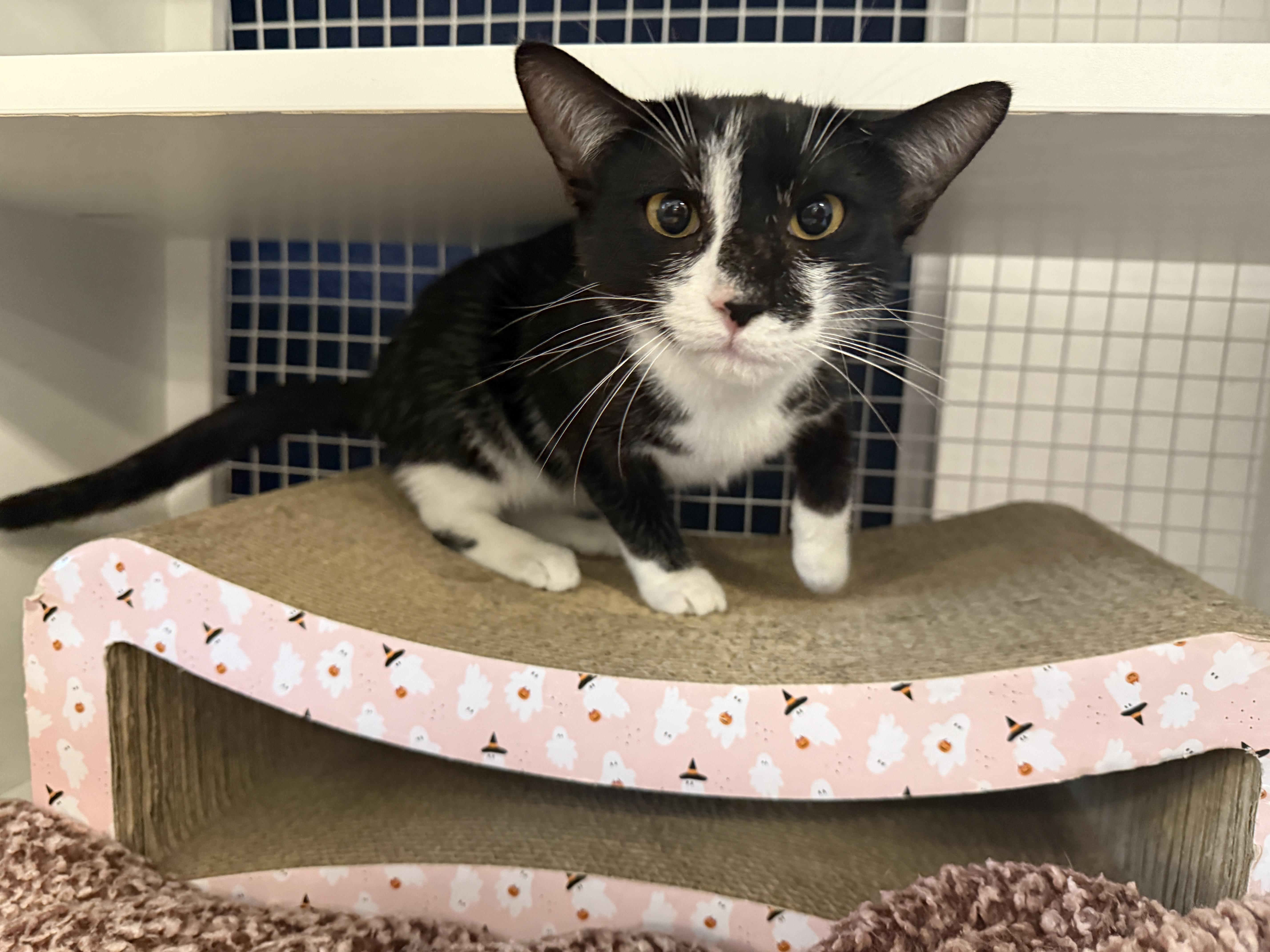 Mario or Luigi, ADOPTABLE, Adult Male Domestic Short Hair.