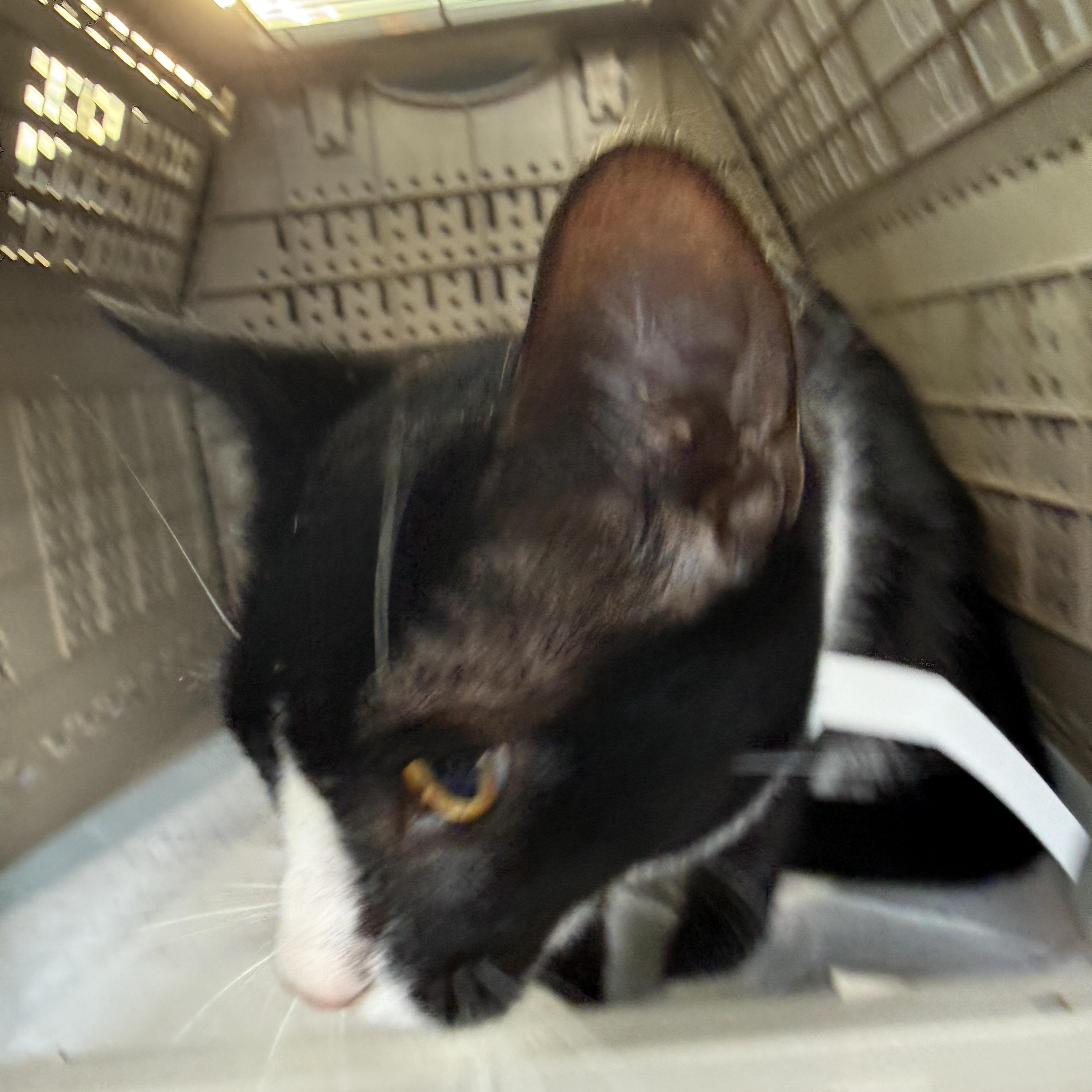 Mario or Luigi, a ADOPTABLE Domestic Short Hair in Oceanside, CA image 3/4