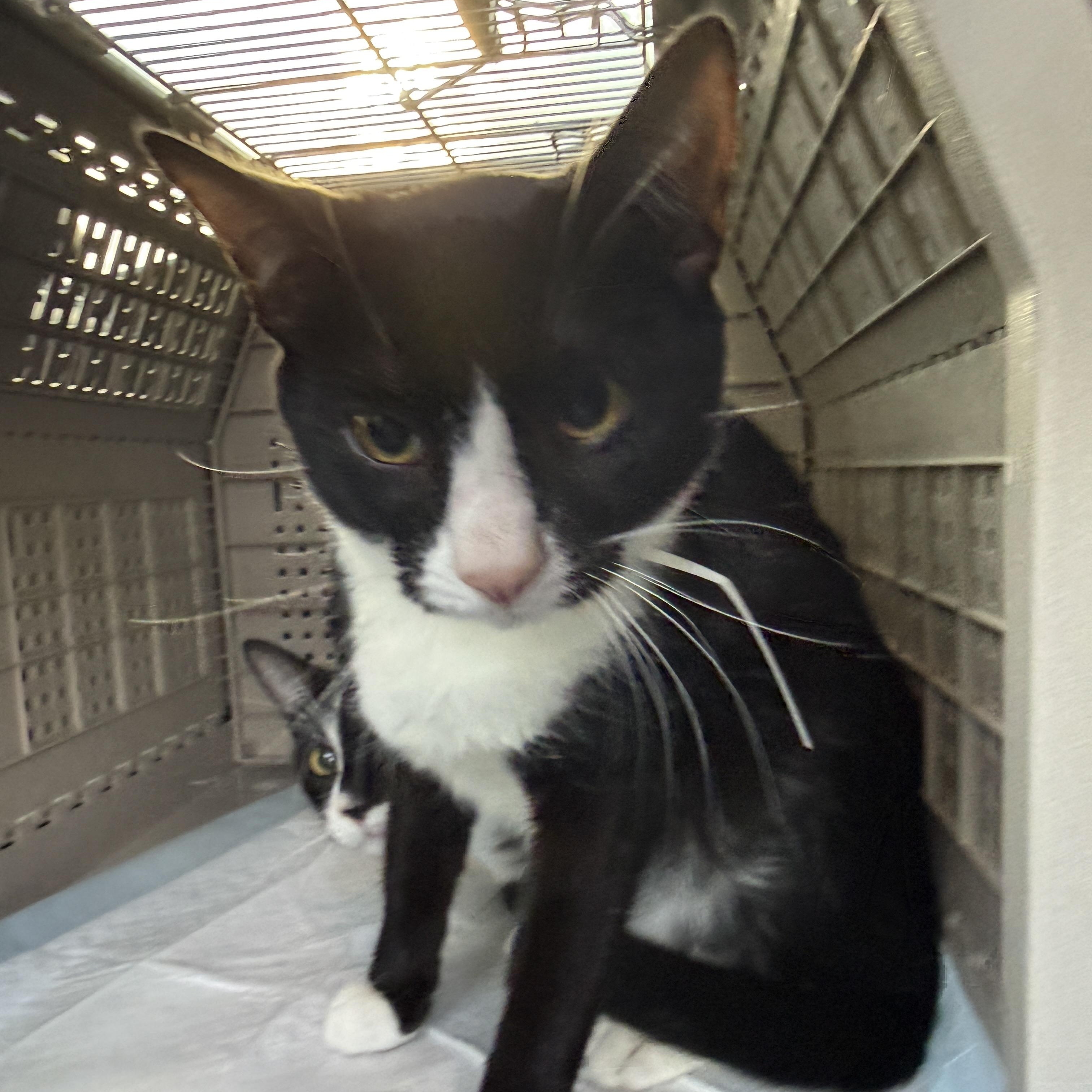 Mario or Luigi, a ADOPTABLE Domestic Short Hair in Oceanside, CA image 2/4