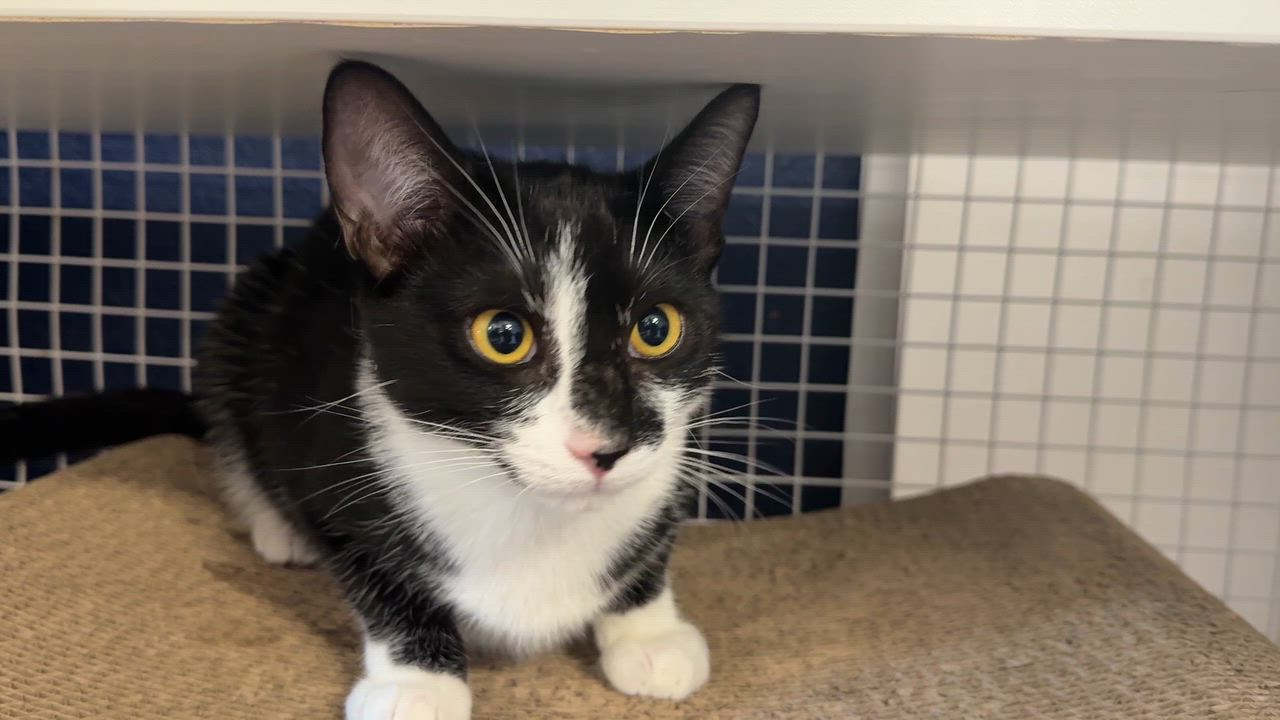 Enlarge Mario or Luigi, a ADOPTABLE Domestic Short Hair in Oceanside, CA video 4/4