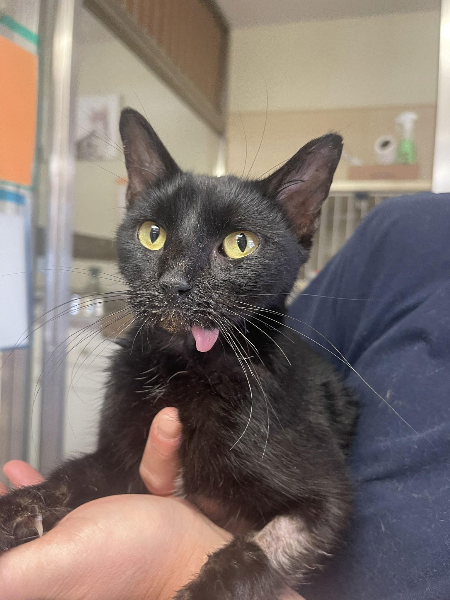 Charlotte, Adoptable, Adult Female Domestic Short Hair & Bombay.