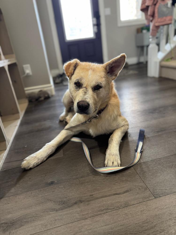 Enlarge Rafael, a Adoptable mixed breed in Calgary, AB image 1/1