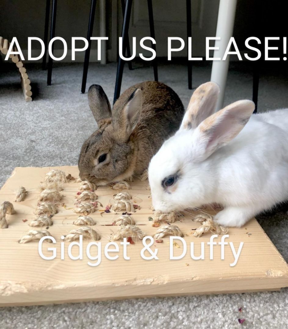 Gidget & Duffy photo 2