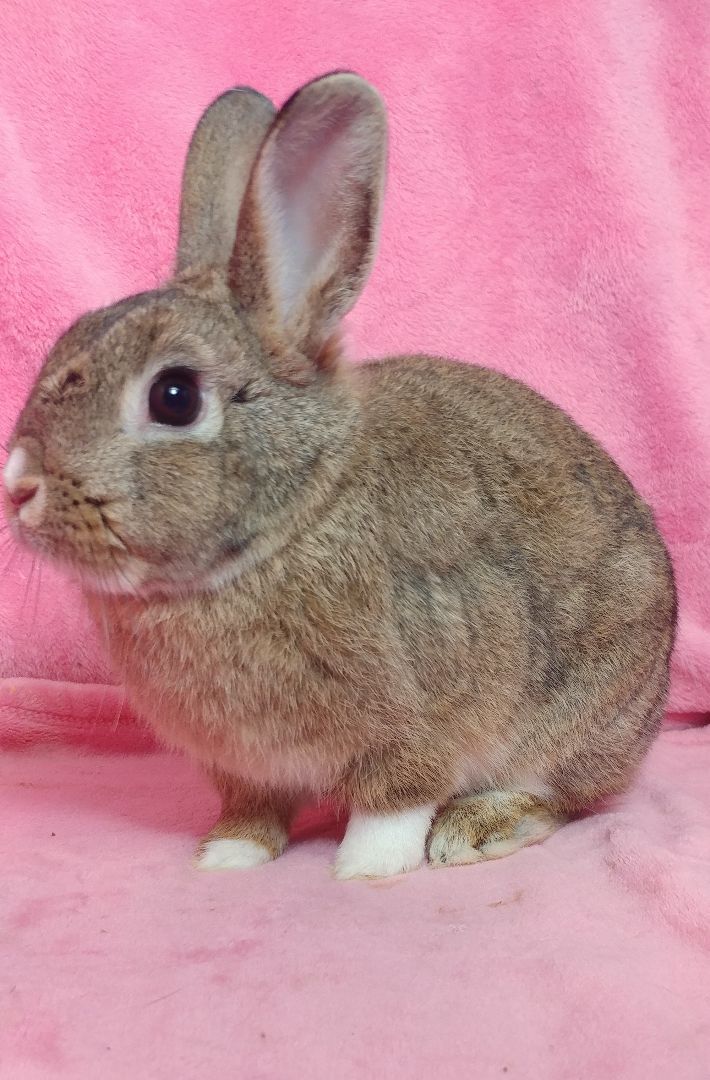 Gidget & Duffy, a Adoptable Bunny Rabbit in Lake Elsinore, CA image 2/11