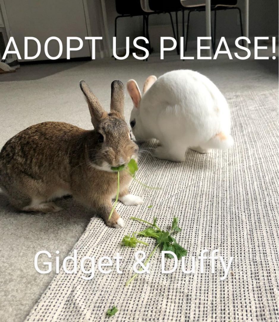 Gidget & Duffy photo 1