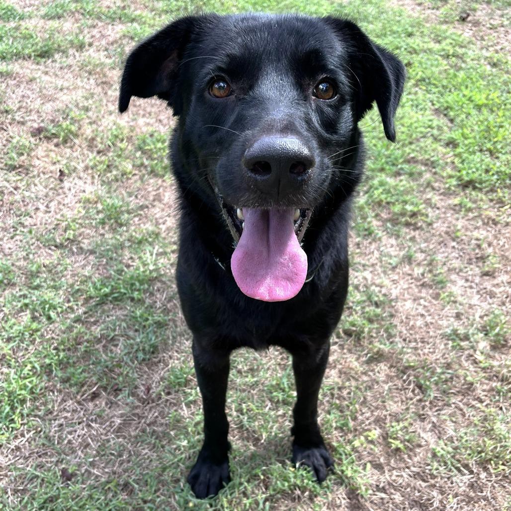 Rambo, Adoptable, Adult Male Labrador Retriever & Mixed Breed.