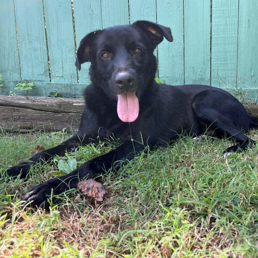 Enlarge Rambo, a Adoptable mixed breed in Starkville, MS image 2/3