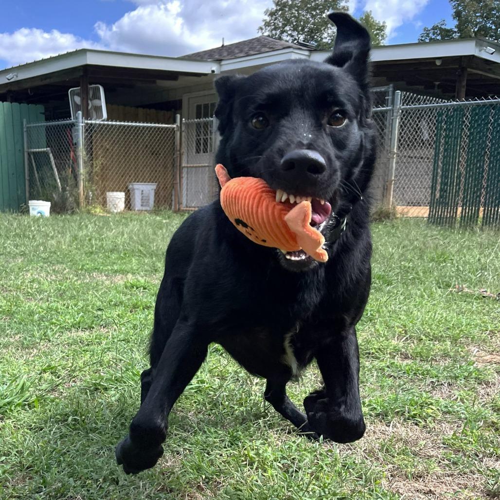 Enlarge Rambo, a Adoptable mixed breed in Starkville, MS image 3/3