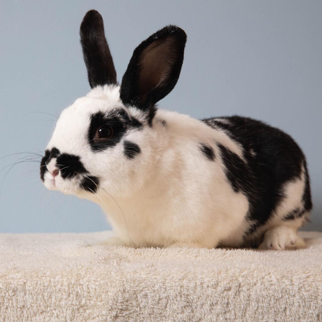 Enlarge Chance, a Adoptable English Spot in Richmond, CA image 1/6