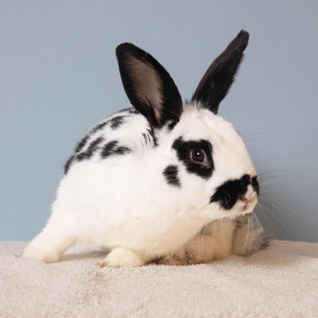 Enlarge Chance, a Adoptable English Spot in Richmond, CA image 2/6