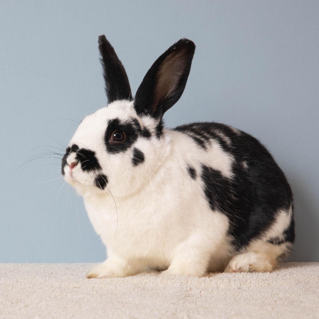 Enlarge Chance, a Adoptable English Spot in Richmond, CA image 3/6