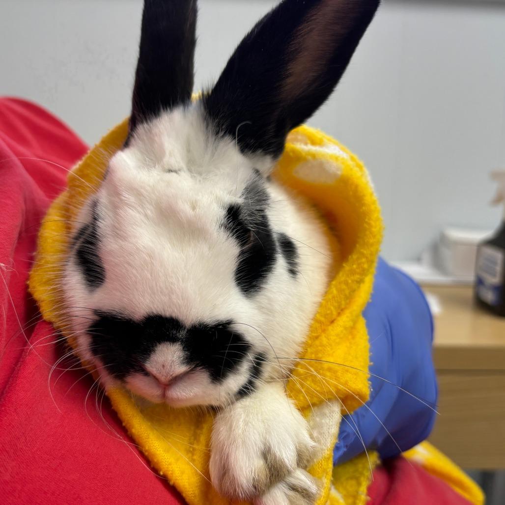 Enlarge Chance, a Adoptable English Spot in Richmond, CA image 4/6