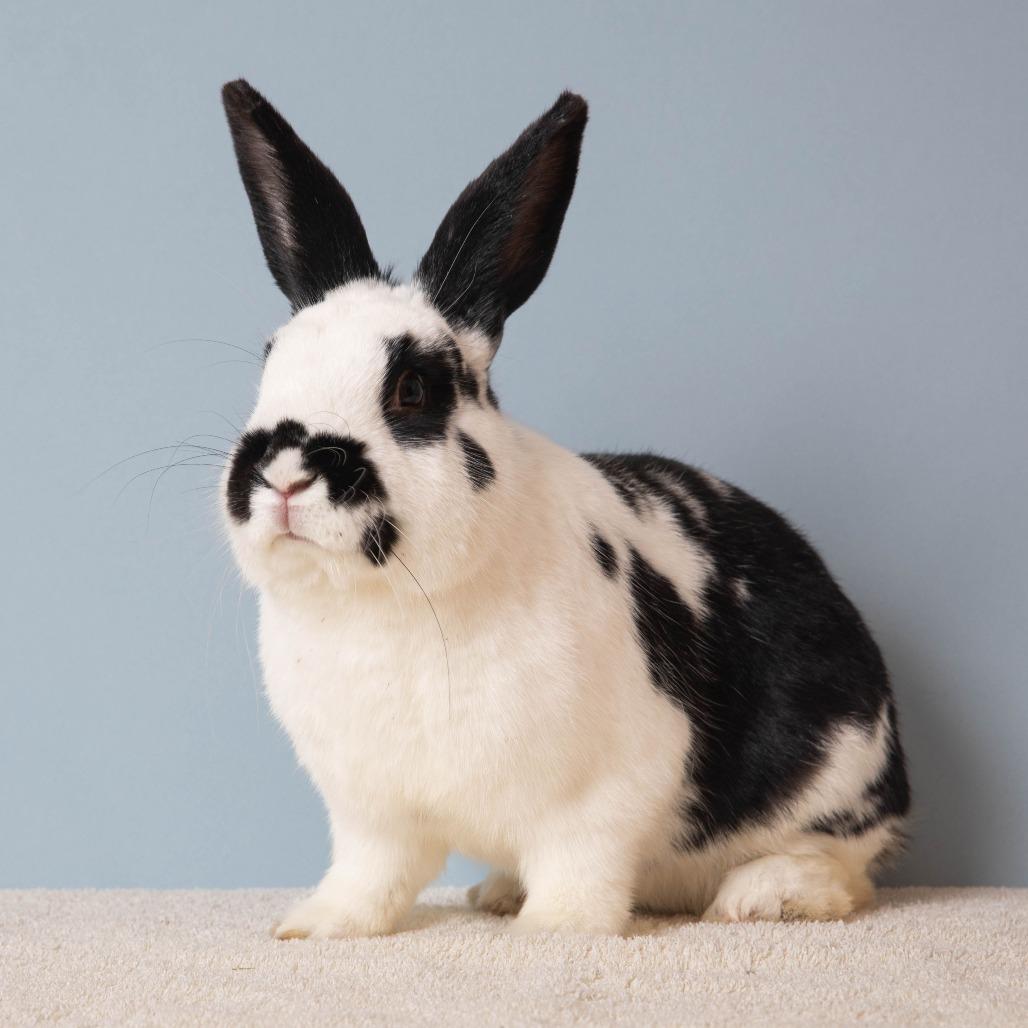 Enlarge Chance, a Adoptable English Spot in Richmond, CA image 5/6