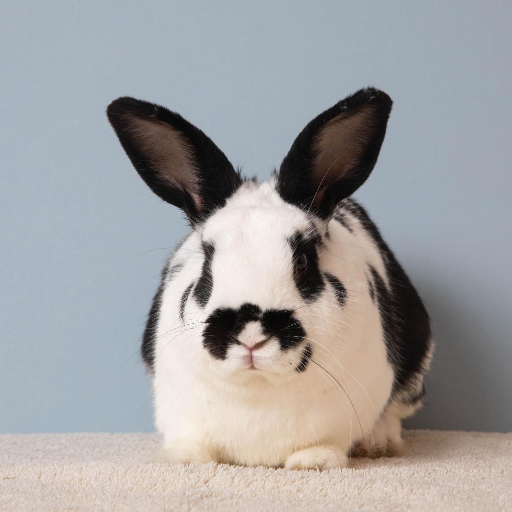 Enlarge Chance, a Adoptable English Spot in Richmond, CA image 6/6