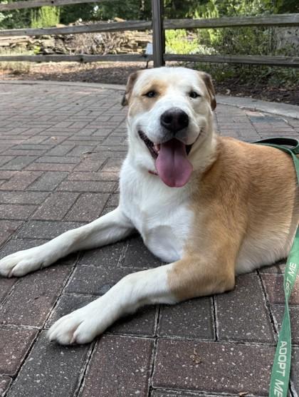 Malcolm, Adoptable, Adult Male Mixed Breed & Mixed Breed.